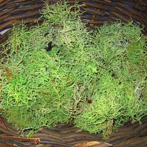 Usnea Lichen, Dried Green Tree Moss, Old Man&#39;s Beard Lichen