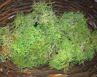 Usnea Lichen, Dried Green Tree Moss, Old Man's Beard Lichen