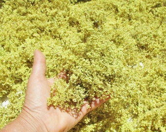 Dried Elderflower, Sambucus Canadensis