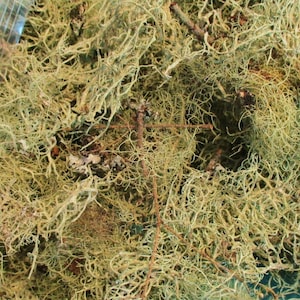 K&ouml;nnte beinhalten: Nahaufnahme eines Haufens getrockneten, hellgr&uuml;nen und braunen Flechten. Die Flechten sind verheddert und haben ein nat&uuml;rliches, rustikales Aussehen.