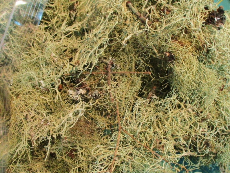 K&ouml;nnte beinhalten: Nahaufnahme eines Haufens getrockneten, hellgr&uuml;nen und braunen Flechten. Die Flechten sind verheddert und haben ein nat&uuml;rliches, rustikales Aussehen.