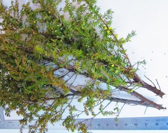 Juniper Branches, Fresh Cut Juniperus Communis