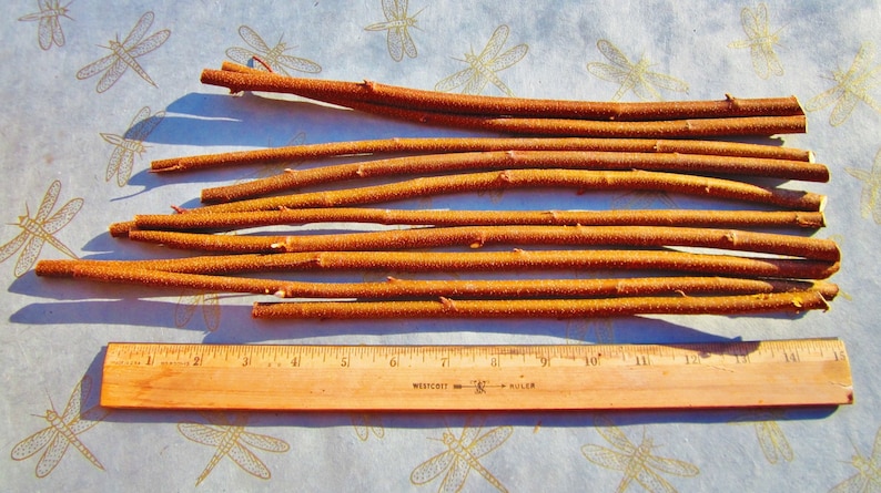 May include: A collection of 14 brown, twig-like sticks, measuring approximately 10 inches in length, laid out on a white surface with a dragonfly pattern. A wooden ruler is placed below the sticks for scale.
