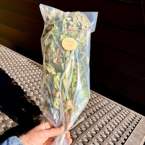 May include: A bundle of dried green and brown bayberry leaves secured with a thin tie inside a clear plastic bag. A round tan sticker is attached to the front of the bag with the handwritten text Bayberry leaf in black ink.