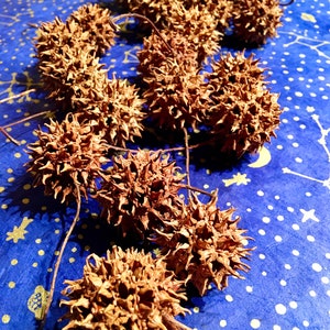 Witches Burr, Sweet Gum Balls