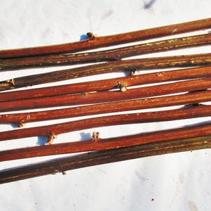 Blackberry Canes, Thornless Blackberry Wood Sticks