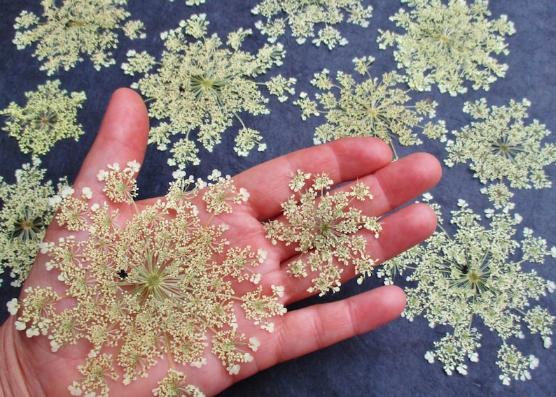 Pressed Queen Anne's Lace Flowers Whole White Dried Etsy