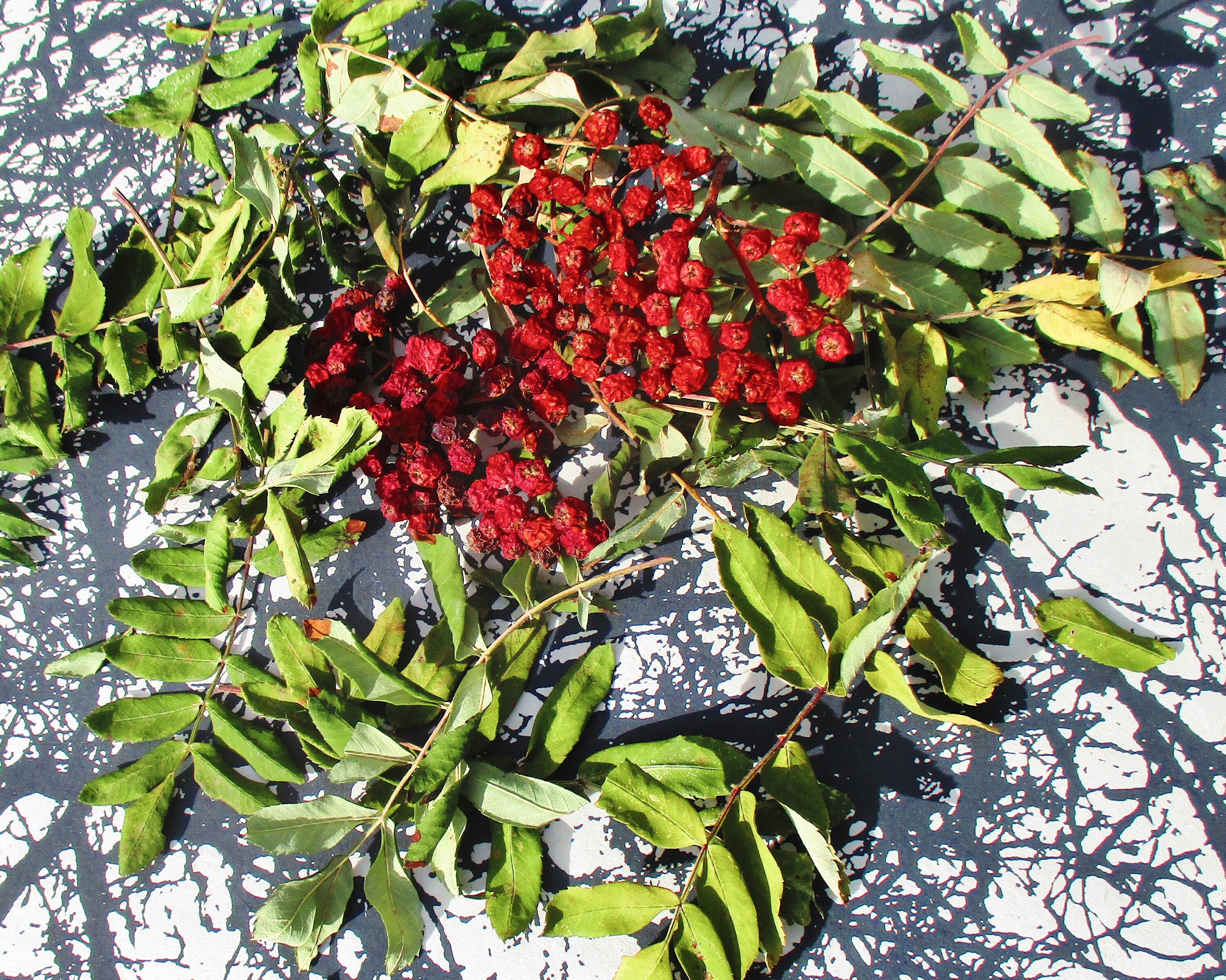tree with small red berries south africa