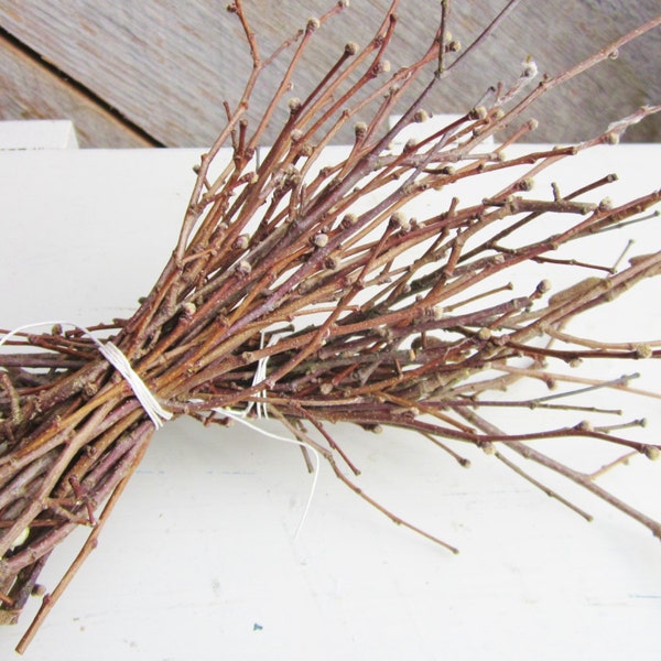 Hazel Wood Twig Bundle, Small Hazelnut Twigs