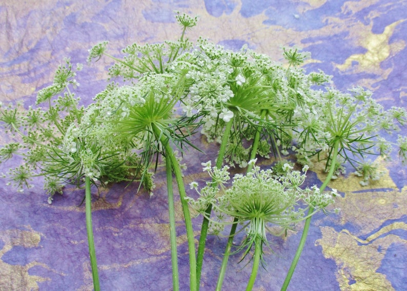 Pressed Queen Anne's Lace, 12 Whole Pressed Dried Flowers image 7