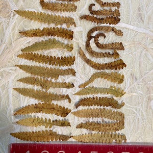 25 Pressed Fall Fern Tips image 8