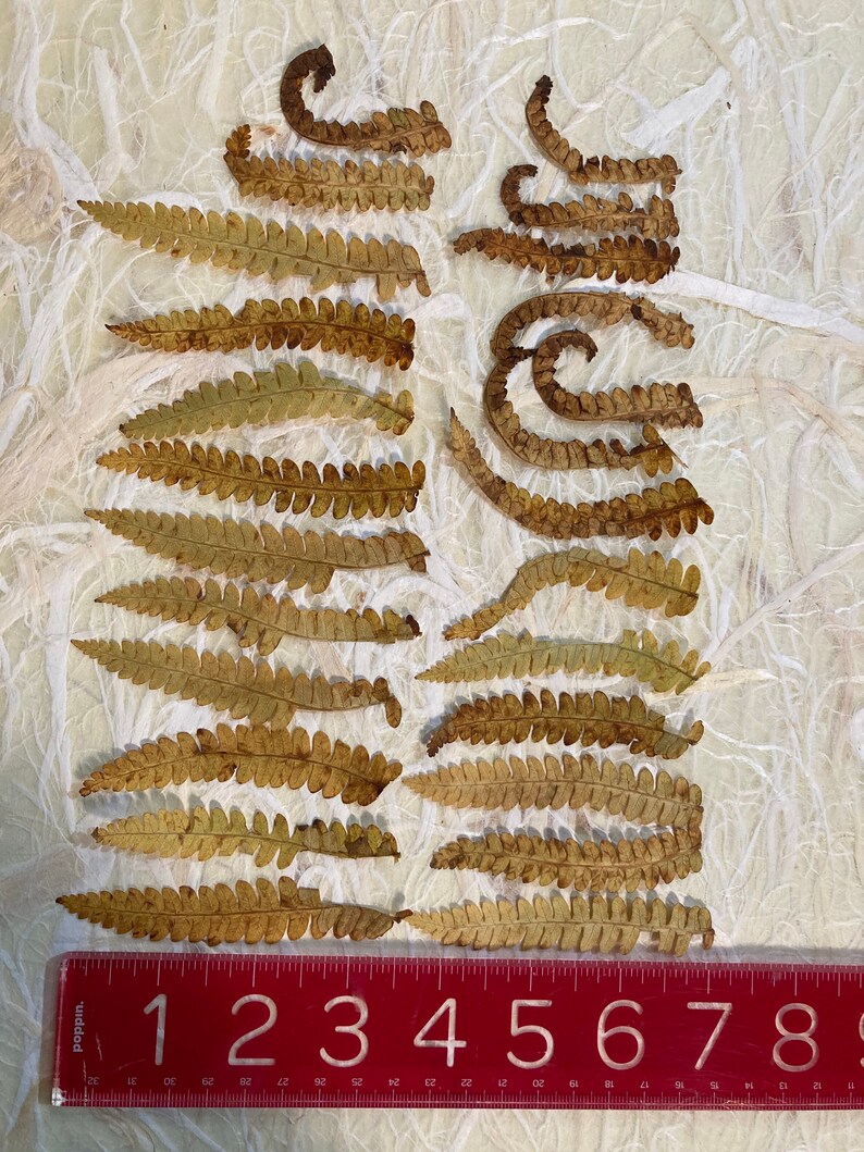 25 Pressed Fall Fern Tips image 8