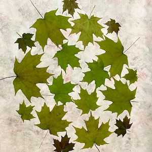 18 Pressed Sugar Maple Leaves
