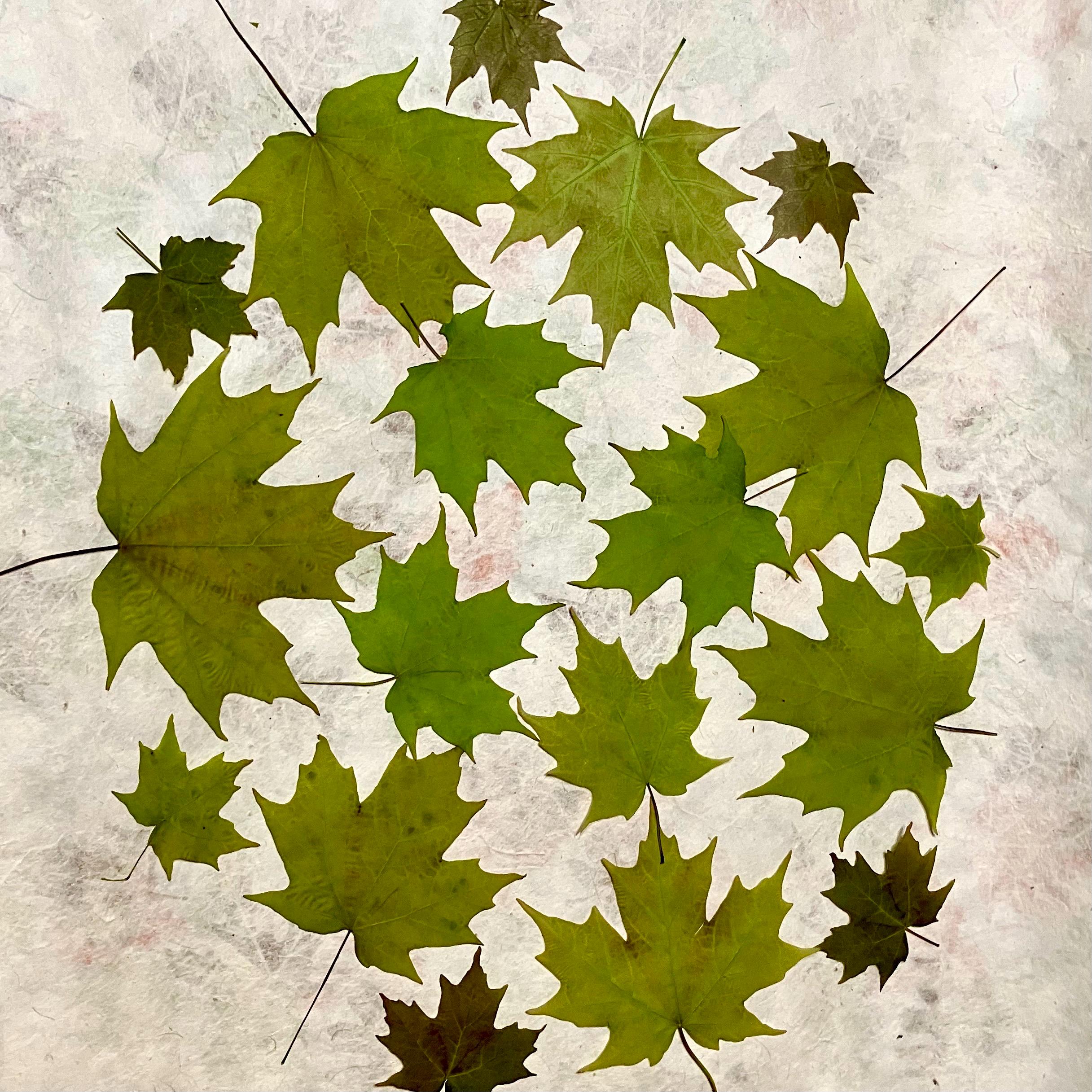 18 Pressed Sugar Maple Leaves