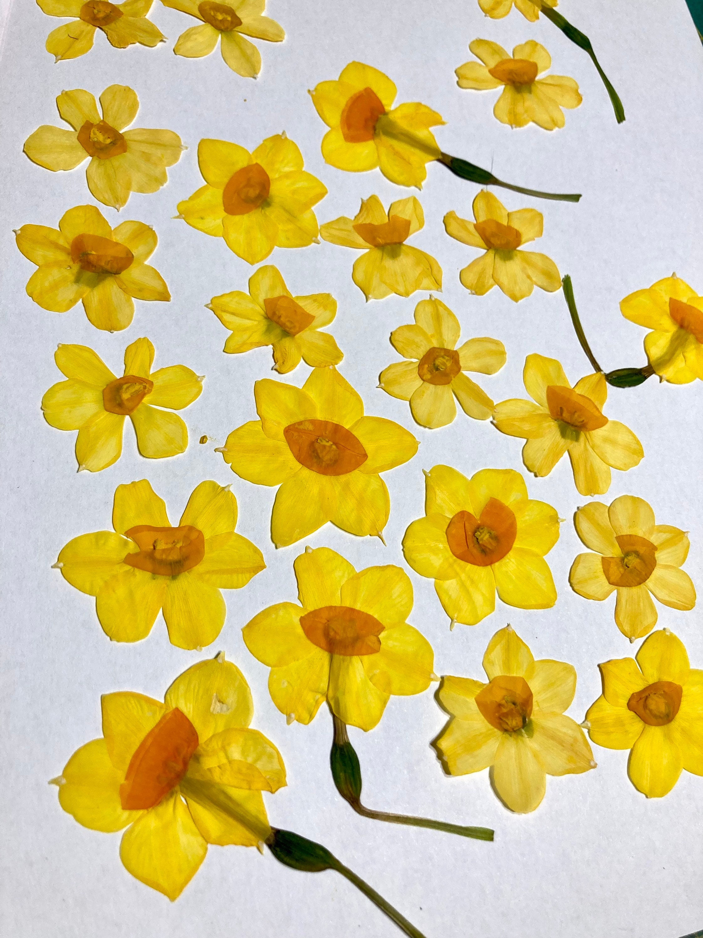 Pomeat 18Pcs Real Daffodil Bunches Dried Flowers Pressed Flowers DIY Preserved Flower Decorations 