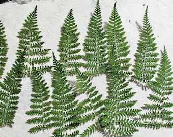 25 Pressed Real Green Ferns, Dried Green Fern Tips