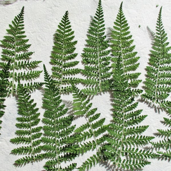 25 Pressed Real Green Ferns, Dried Green Fern Tips