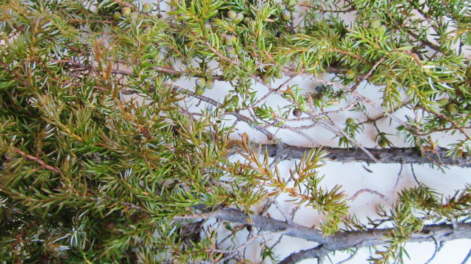 Juniper Needles Dried Juniperus Communis Etsy Australia