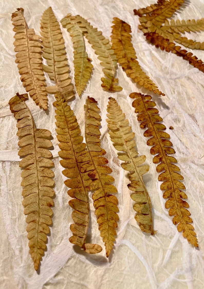 25 Pressed Fall Fern Tips image 4