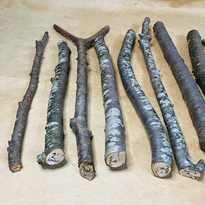 K&ouml;nnte beinhalten: Neun Holzst&auml;be mit Rinde, einige mit gegabeltem Ende, auf einer braunen Oberfl&auml;che ausgelegt. Jeder Stab hat ein kleines rundes Etikett mit einer Nummer und dem Wort "Hemlock" darauf.