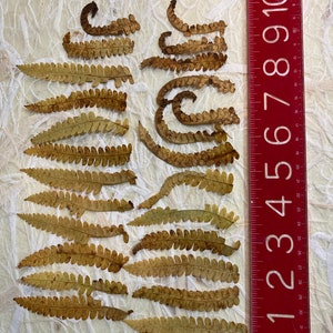 25 Pressed Fall Fern Tips image 9