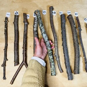 K&ouml;nnte beinhalten: Zehn St&ouml;cke unterschiedlicher L&auml;nge und Dicke, von 1 bis 10 nummeriert, liegen auf einer braunen Oberfl&auml;che. Eine Hand h&auml;lt zwei der St&ouml;cke, nummeriert 4 und 5, um ihre relative Gr&ouml;&szlig;e zu zeigen.
