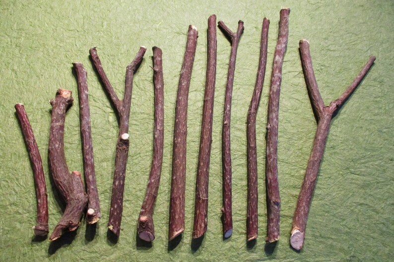 Red Osier Dogwood Sticks Wand Carving Wood Wiccan and ...