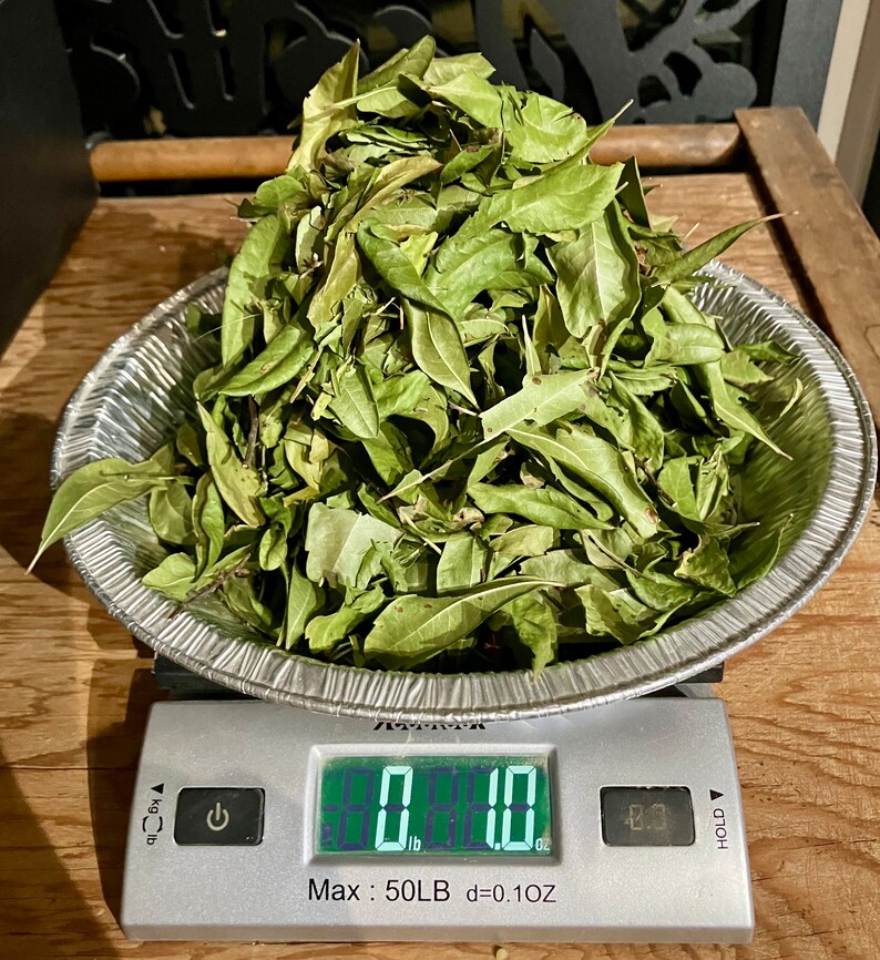 May include: A digital scale with a pile of dried green leaves in a silver bowl. The scale reads 8.00 lb.