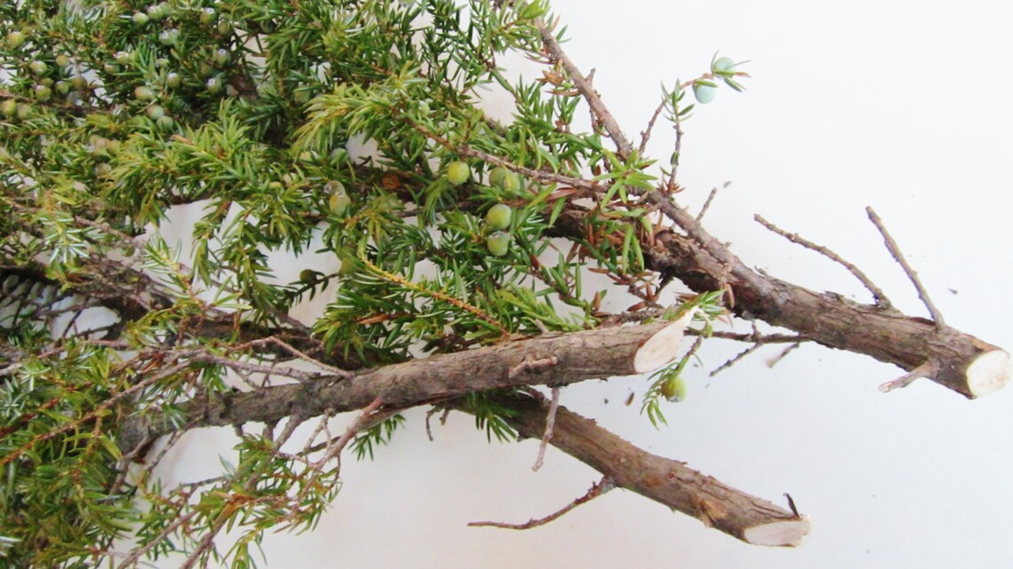 Juniper Needles Dried Juniperus Communis Etsy Australia