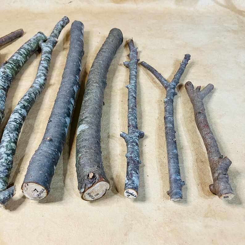 K&ouml;nnte beinhalten: Eine Sammlung von zehn nat&uuml;rlichen Holz&auml;sten, einige mit Rinde, andere ohne, angeordnet auf einer braunen Papieroberfl&auml;che. Die &Auml;ste sind in verschiedenen L&auml;ngen und Dicken, und einige sind mit Zahlen beschriftet.