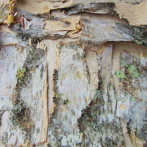 6 Square Feet Birch Bark Sheets, Large Thick Irregular Size Paper Birch Bark Pieces