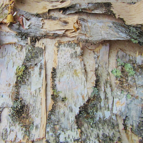 6 Square Feet Birch Bark Sheets, Large Thick Irregular Size Paper Birch Bark Pieces