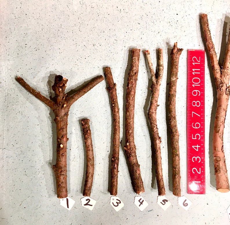 Yew Wand Wood Yew Sticks For Carving Etsy