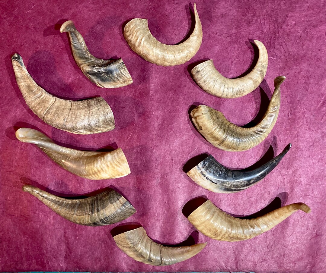 Are Icelandic Lamb Horns Safe For Dogs