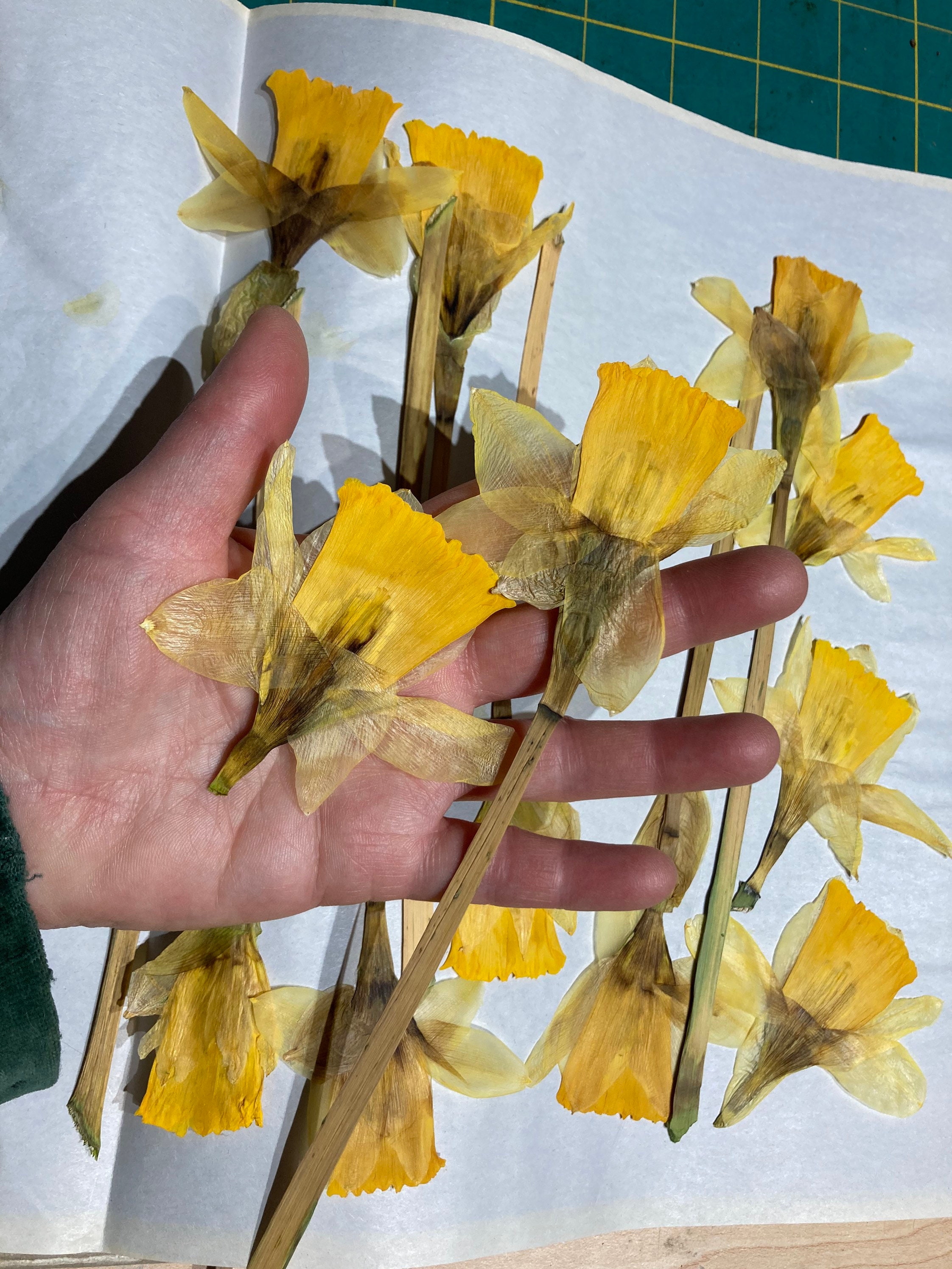Dry Daffodils — Made Just For U