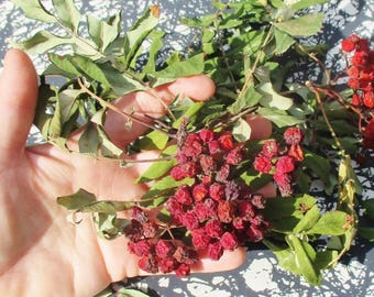 Dried Rowan Berries & Leaves: Sorbus Aucuparia