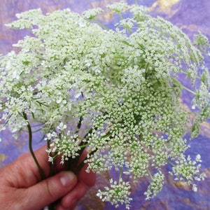 Pressed Queen Anne's Lace, 12 Whole Pressed Dried Flowers image 8