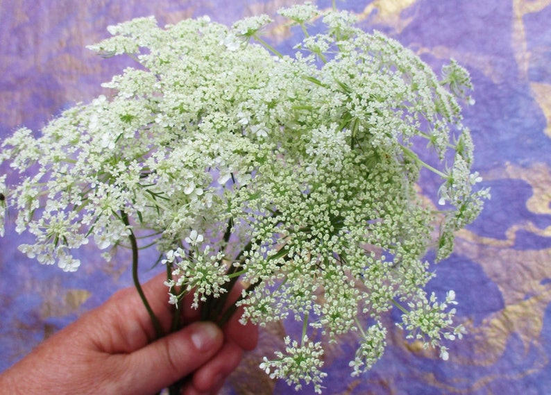 Pressed Queen Anne's Lace Flowers Whole White Dried Etsy