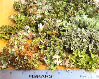Wrinkle Lichen, Tuckermanopsis Lichen, Dried Tree Moss