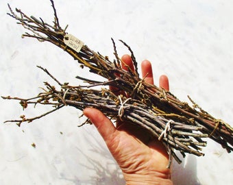 Witch Hazel Twigs, Bundle of Hamamelis Virginica Sticks