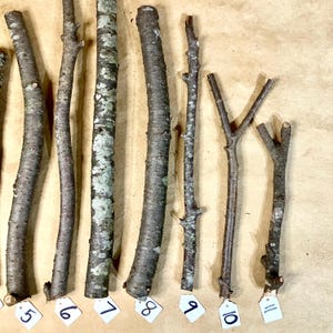 K&ouml;nnte beinhalten: Elf nat&uuml;rliche Holz&auml;ste unterschiedlicher L&auml;nge und Dicke, horizontal auf einer braunen Oberfl&auml;che angeordnet. Jeder Ast ist mit einer Nummer von 5 bis 11 gekennzeichnet.