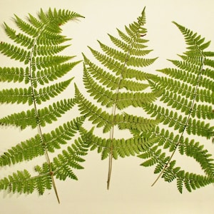 May include: Three green fern fronds on a white background. The ferns are arranged in a symmetrical pattern.