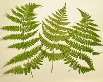 6 Whole Pressed Green Ferns