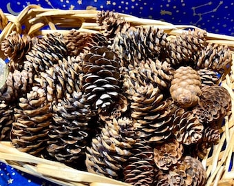 White Spruce Cones, 50 or 100 Crafting Cones