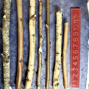 May include: Seven wooden sticks of varying lengths and colors, laid out on a blue surface with a red ruler in the background. The sticks are numbered 7 through 13.