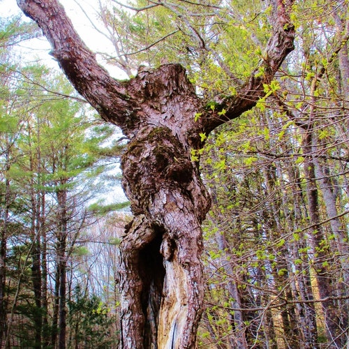 Hardwood Ashes, Sifted Clean Wood Ash From New Hampshire - Etsy