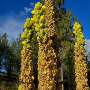 Mullein Seeds | Wild-crafted | Washington | Teeny Tiny Homestead | Wild-harvested | Off grid | Herb | Medicinal | Remedy | Lung Health