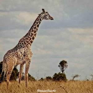 Può includere: Una giraffa si trova in un campo erboso con un cielo nuvoloso sullo sfondo. La giraffa è rivolta a destra e ha un collo lungo e macchie marroni e bianche.