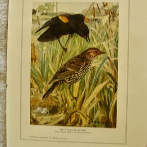 May include: An antique print of Red-Winged Blackbirds, featuring a male with a yellow patch on its wing and a female bird. The birds are perched in tall grass, with a nest containing eggs visible. The print includes text.