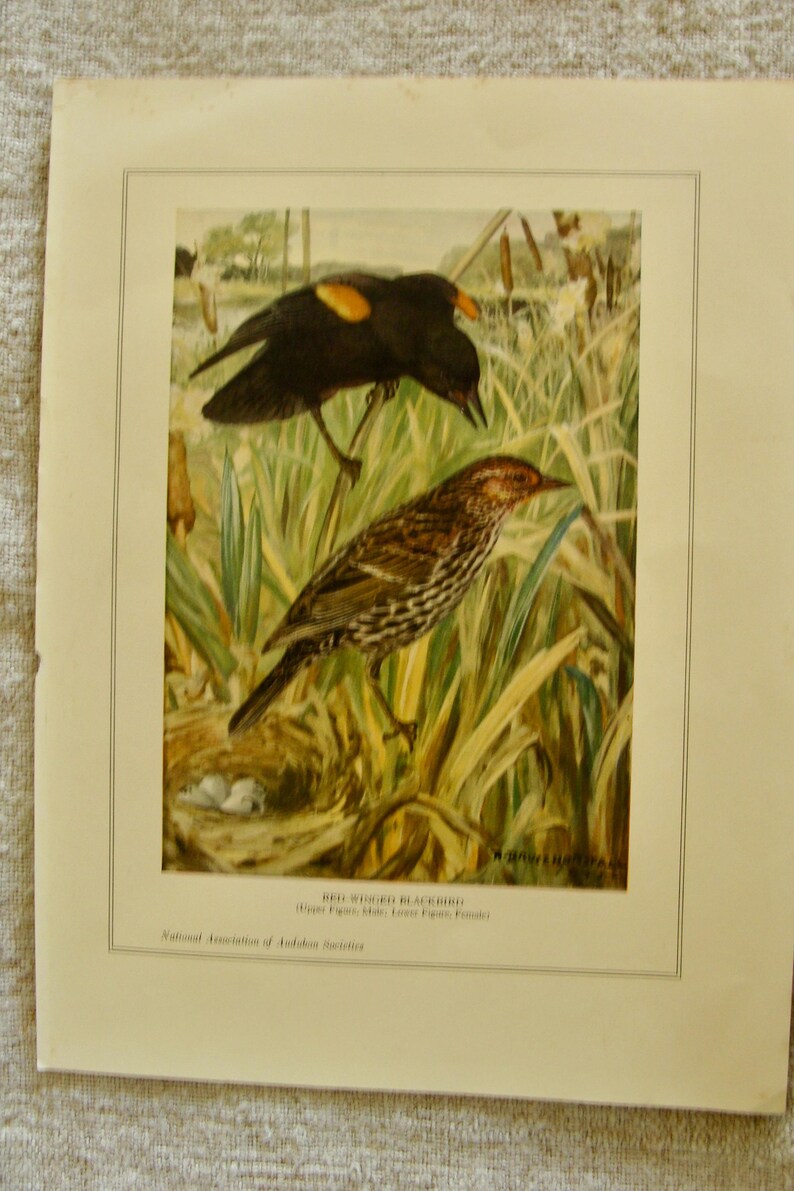 May include: An antique print of Red-Winged Blackbirds, featuring a male with a yellow patch on its wing and a female bird. The birds are perched in tall grass, with a nest containing eggs visible. The print includes text.